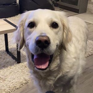 Meet your Posher, Carter